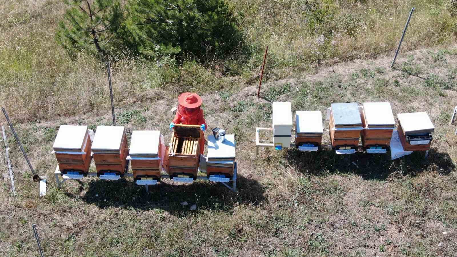 Merakı kadın girişimcinin mesleği oldu, ürettiği bal ve arı sütü için her hafta 900 kilometre yol kat ediyor