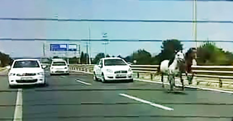 Başıboş atlar trafikte araçlarla yarıştı