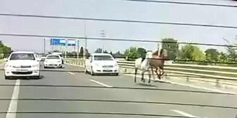 Başıboş atlar trafikte araçlarla yarıştı