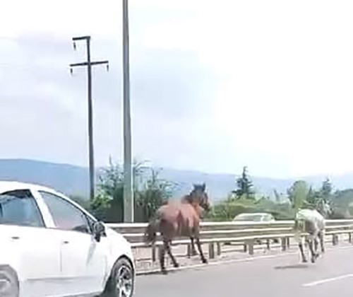Başıboş atlar trafikte araçlarla yarıştı