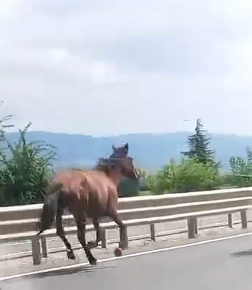 Başıboş atlar trafikte araçlarla yarıştı