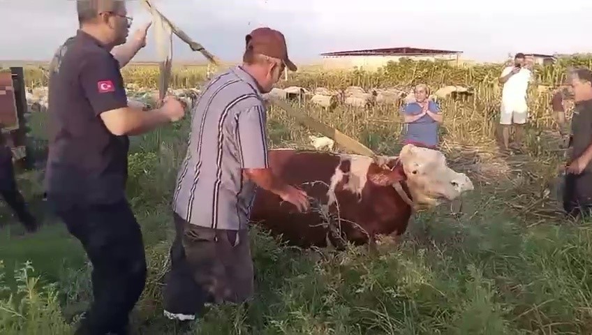 Kuyuya düşen ineği itfaiye kurtardı, sahibi ekiplere sarılıp gözyaşı döktü