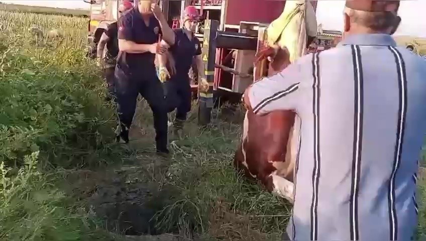 Kuyuya düşen ineği itfaiye kurtardı, sahibi ekiplere sarılıp gözyaşı döktü