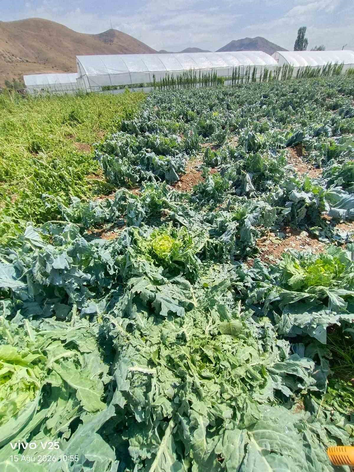 Bayburt’ta dolu üreticinin emeğini vurdu: Eko-Köy’de ürünler zarar gördü