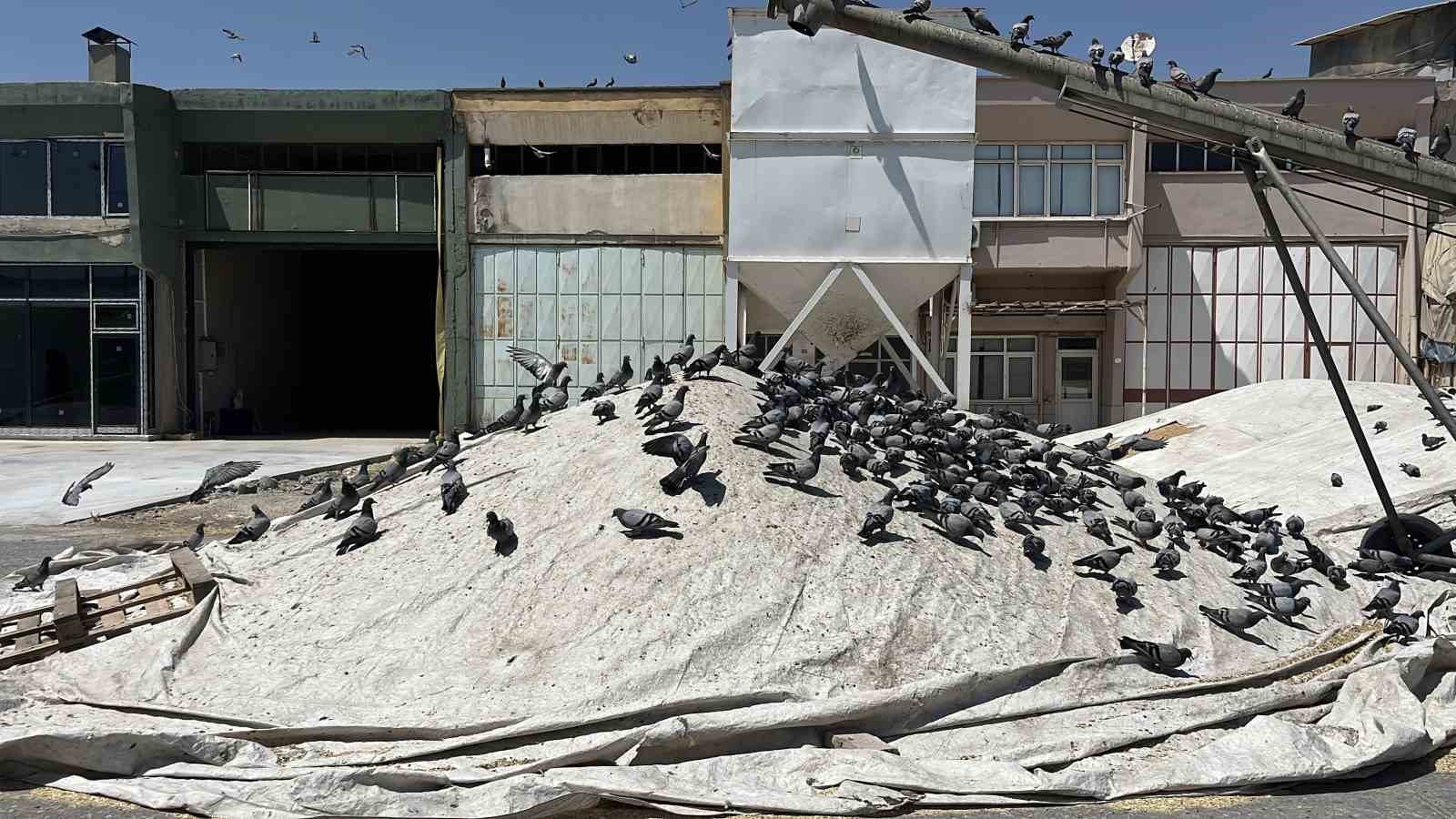 Buğday pazarında güvercinler de nasibini alıyor