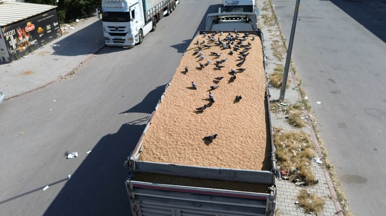 Buğday pazarında güvercinler de nasibini alıyor