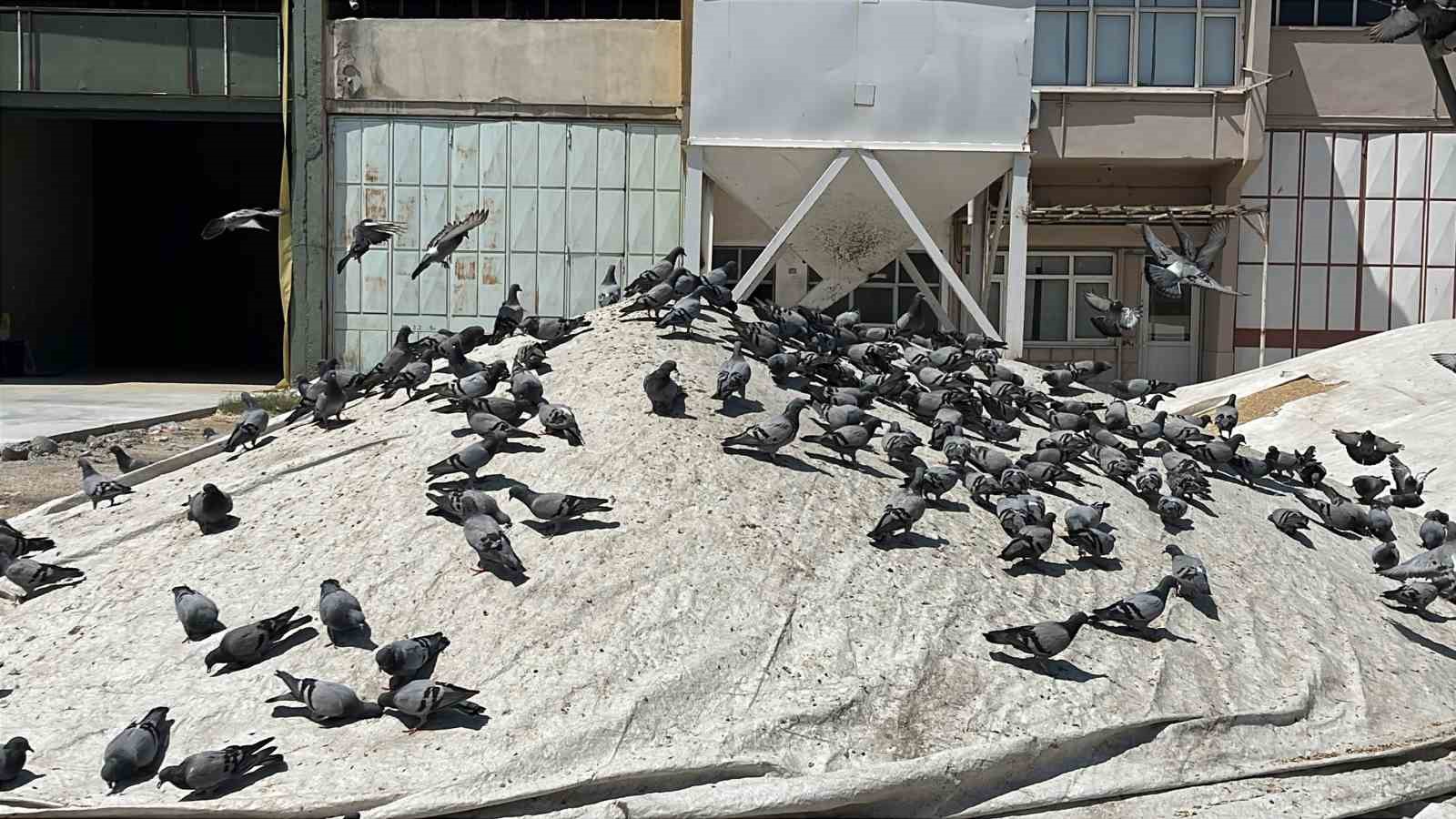 Buğday pazarında güvercinler de nasibini alıyor