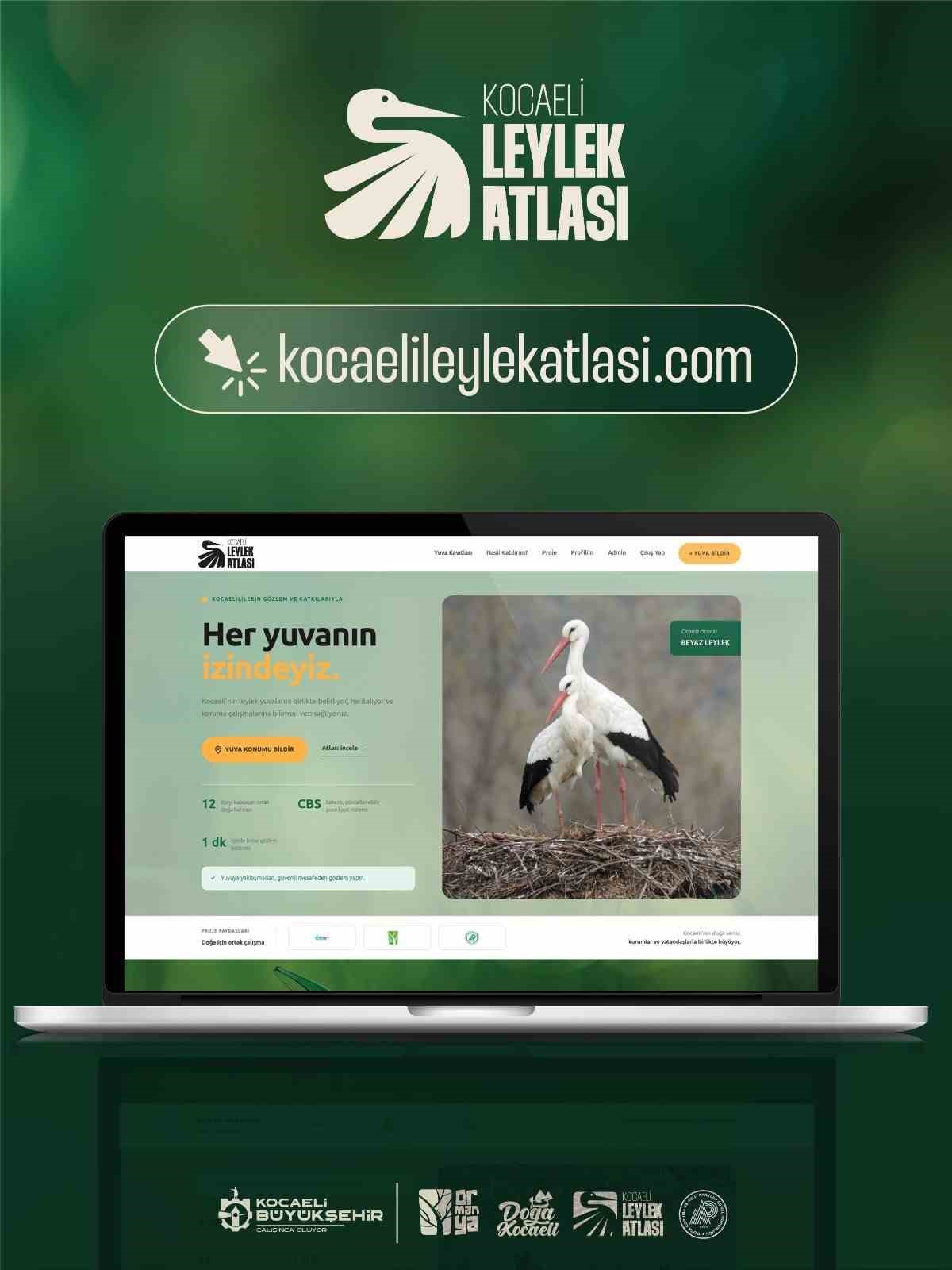 Kocaeli’de leylek yuvaları mercek altında
