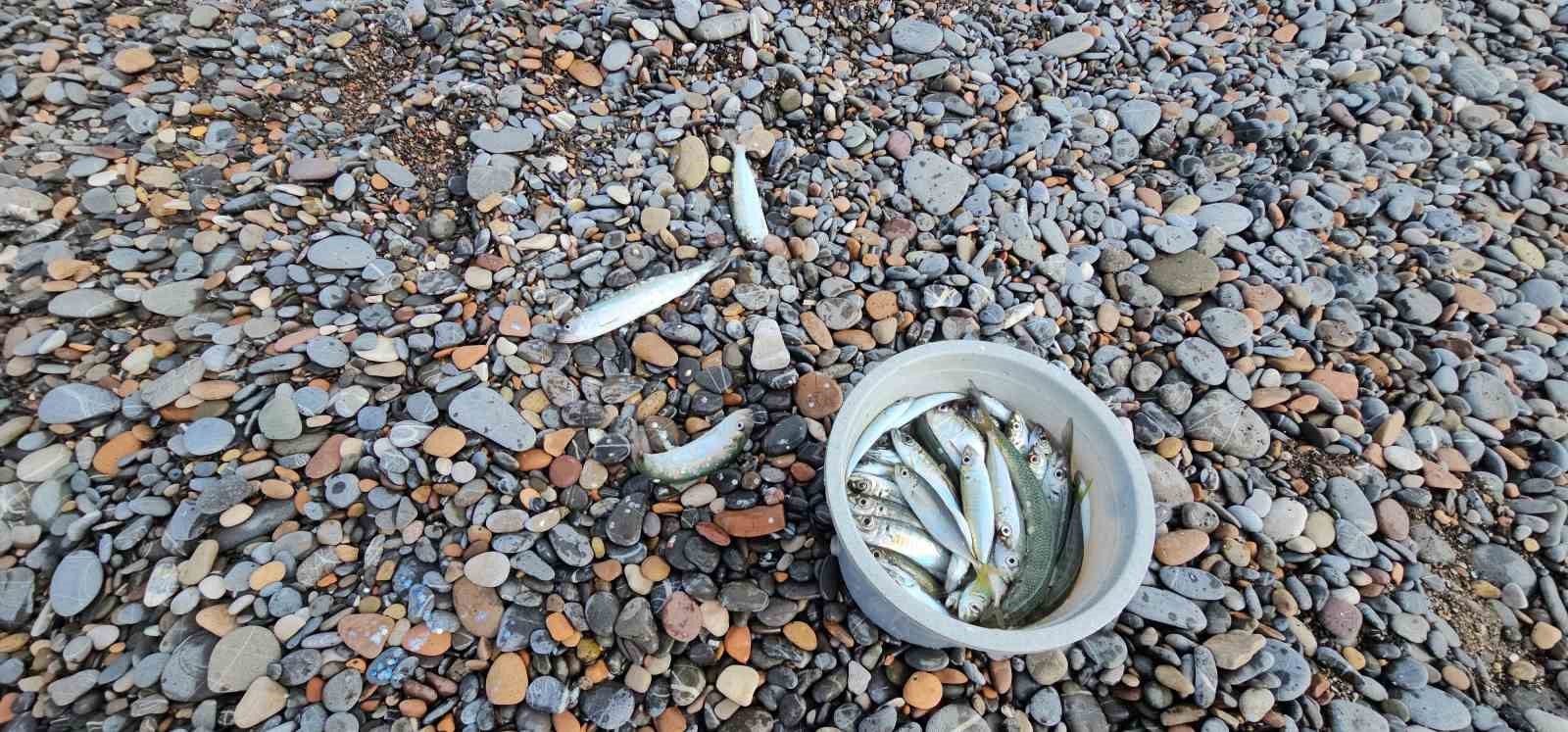Karadeniz’de balık bolluğu yaşanıyor: Oltasını kapan deniz kenarına koştu