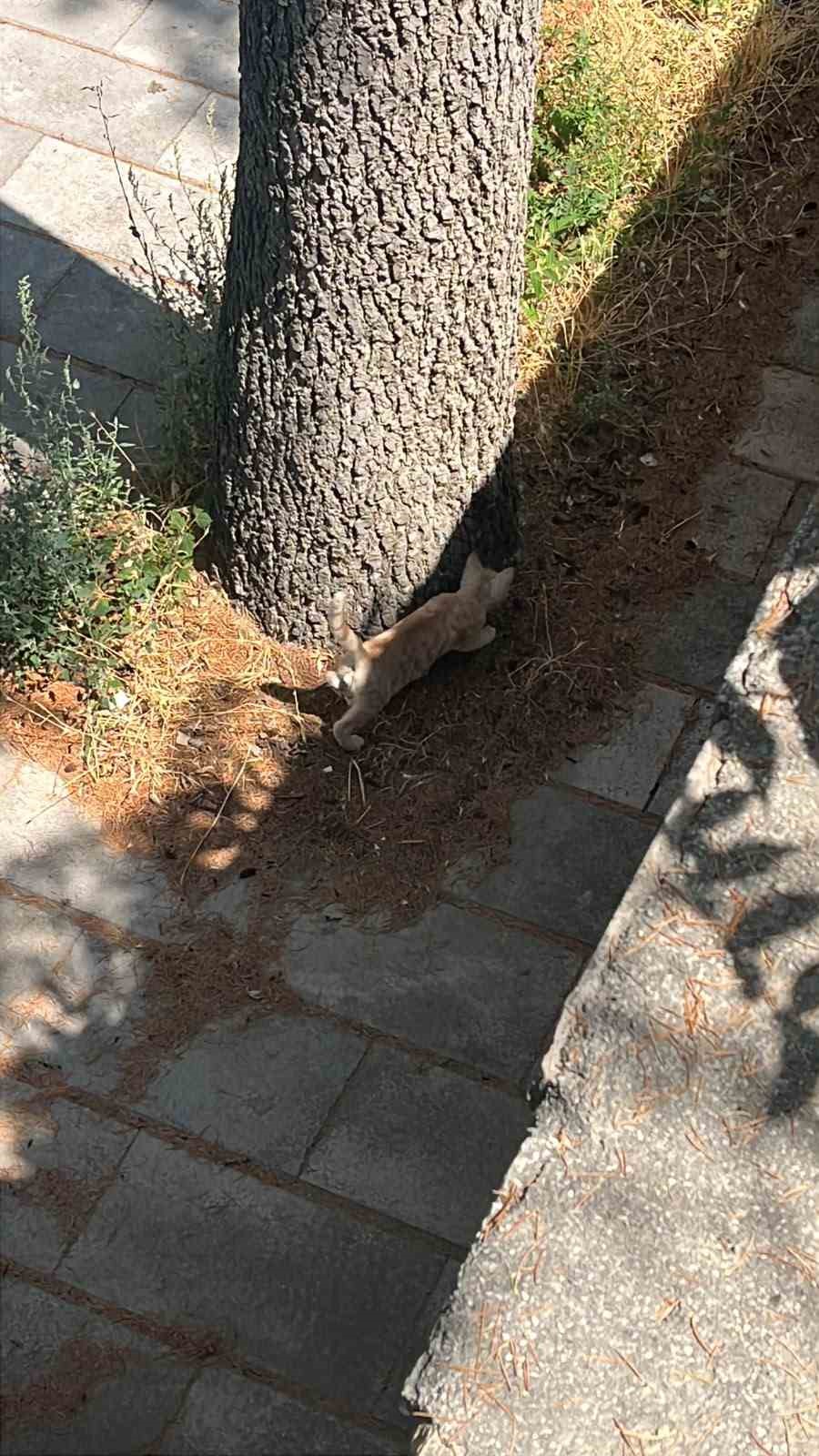 İtfaiyeden kedi kurtarma operasyonu