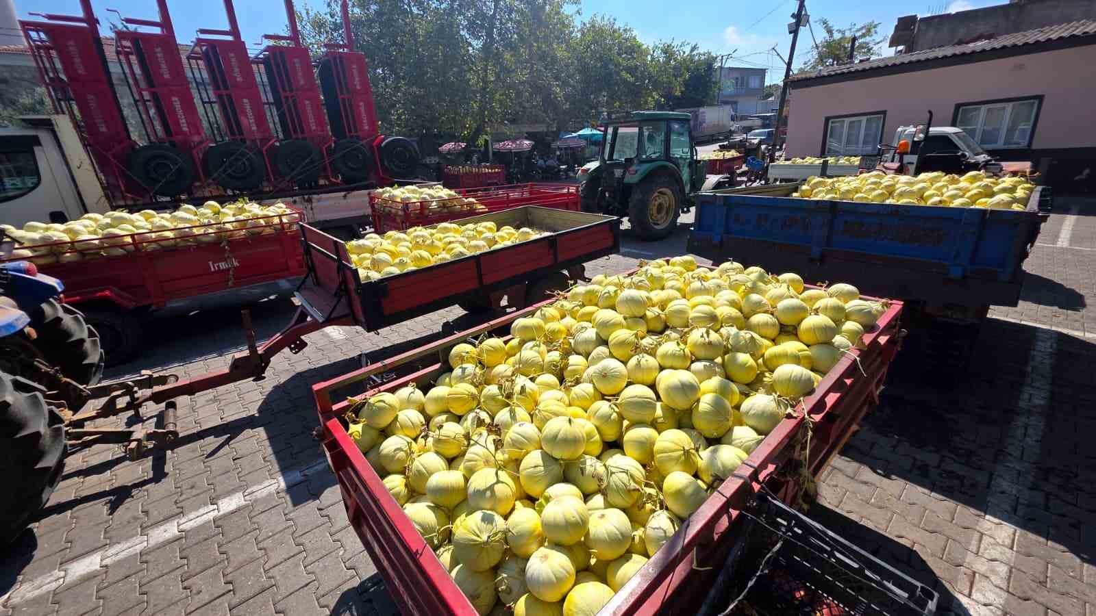 Balıkesir’de ata tohumuyla yetiştirilen beyaz kavunun hasadı başladı