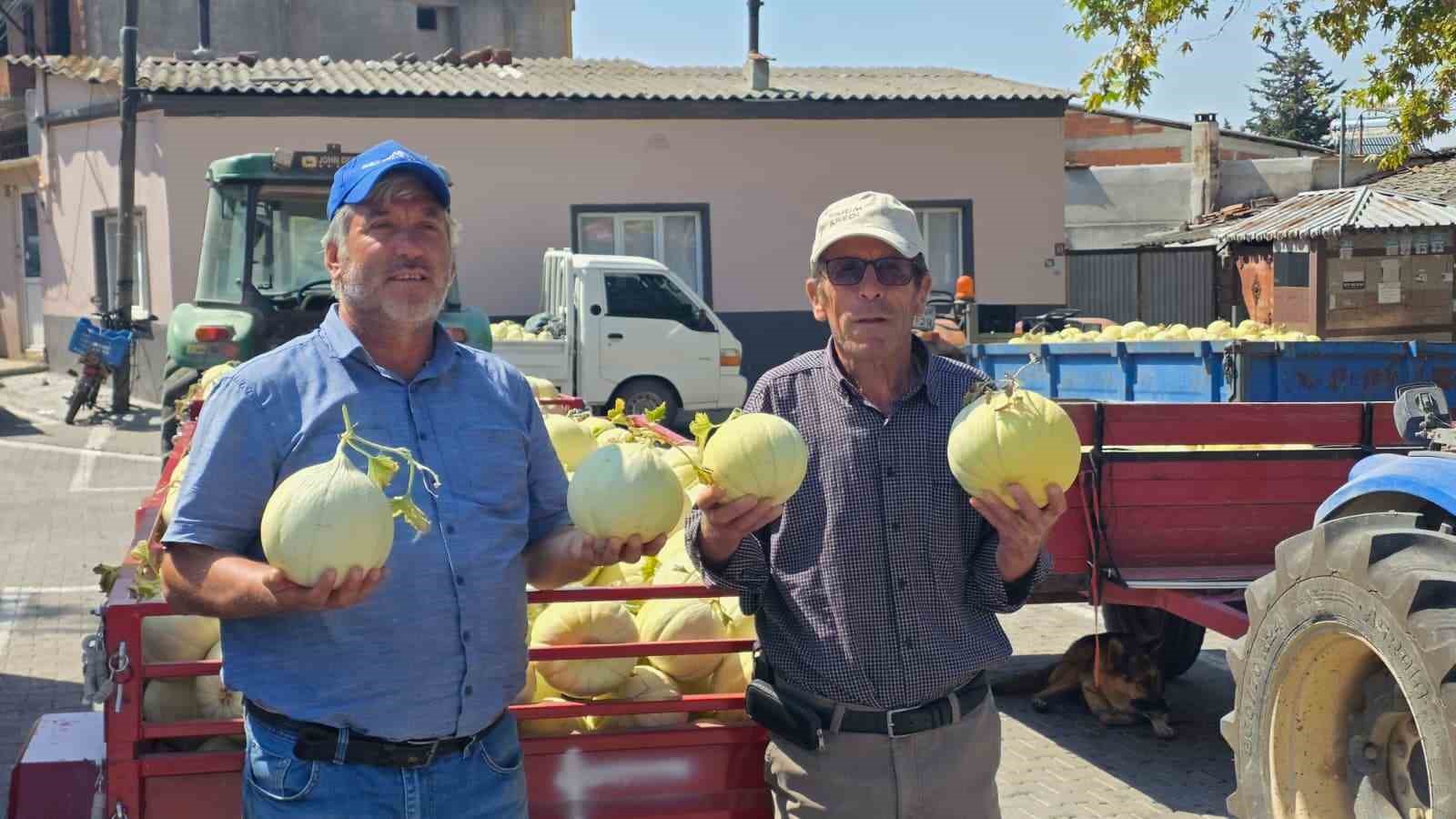 Balıkesir’de ata tohumuyla yetiştirilen beyaz kavunun hasadı başladı