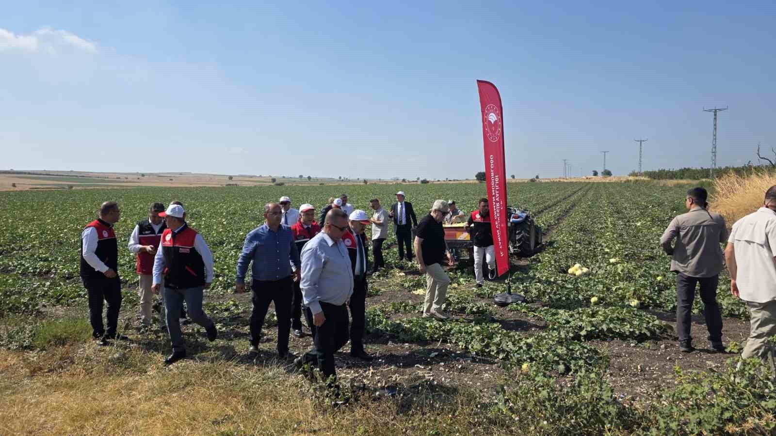 Balıkesir’de ata tohumuyla yetiştirilen beyaz kavunun hasadı başladı