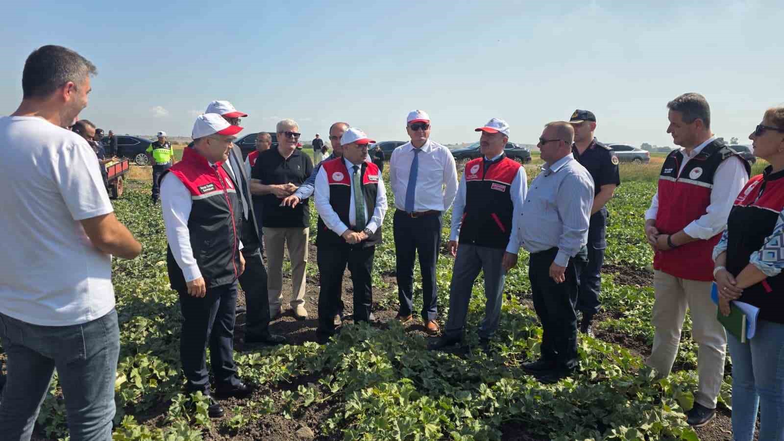 Balıkesir’de ata tohumuyla yetiştirilen beyaz kavunun hasadı başladı