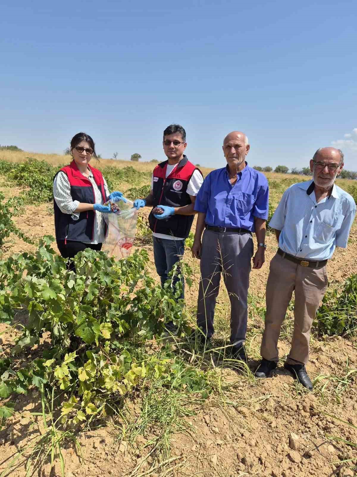 Bekilli’de üzüm bağlarından tek tek numune alınıyor
