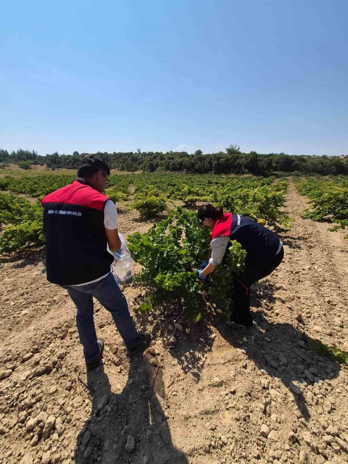 Bekilli’de üzüm bağlarından tek tek numune alınıyor