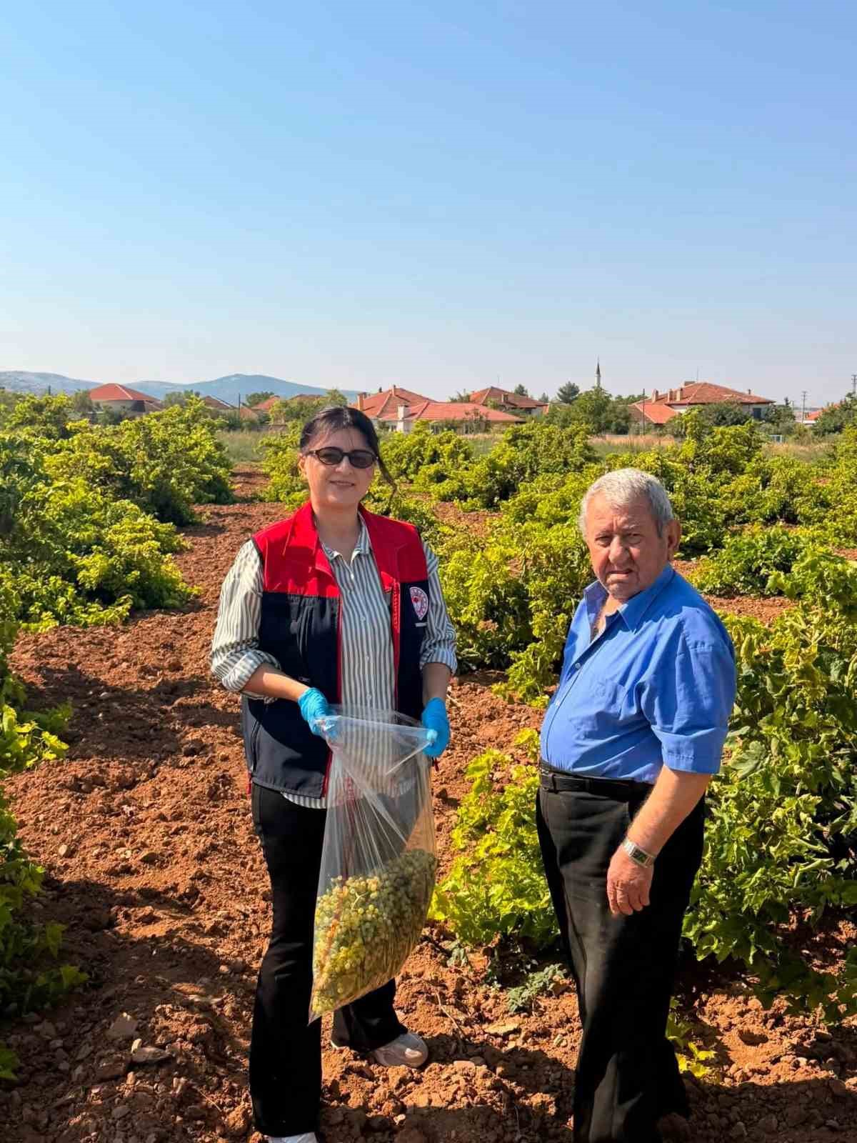 Bekilli’de üzüm bağlarından tek tek numune alınıyor