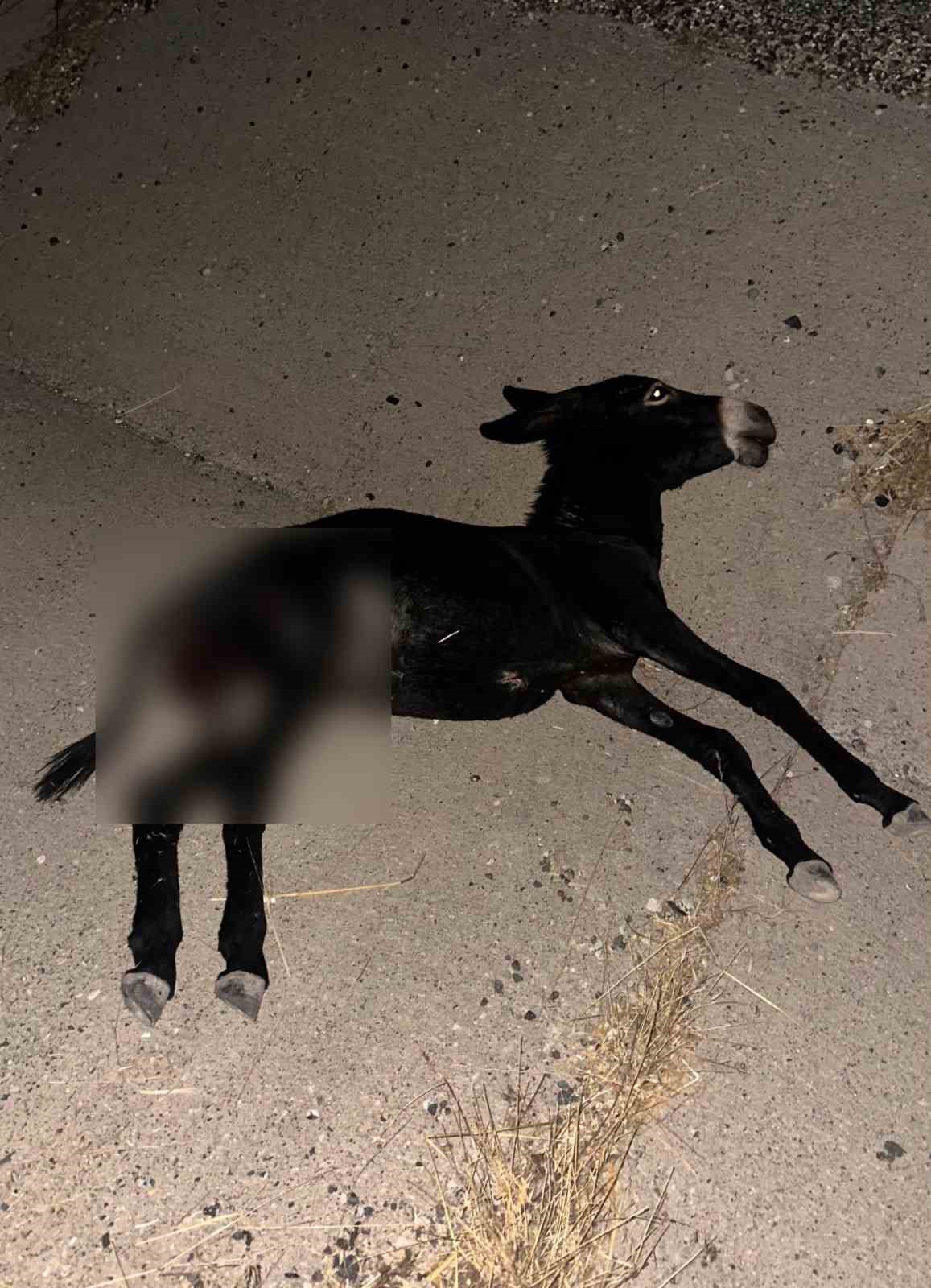 Karayolda aniden çıkan eşek kazaya neden oldu