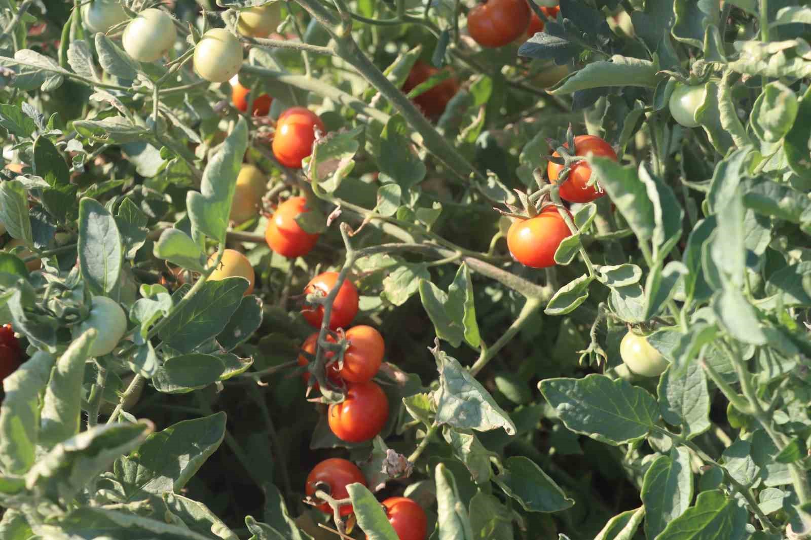 Asırlık tatlar sofralara gelmeye başladı