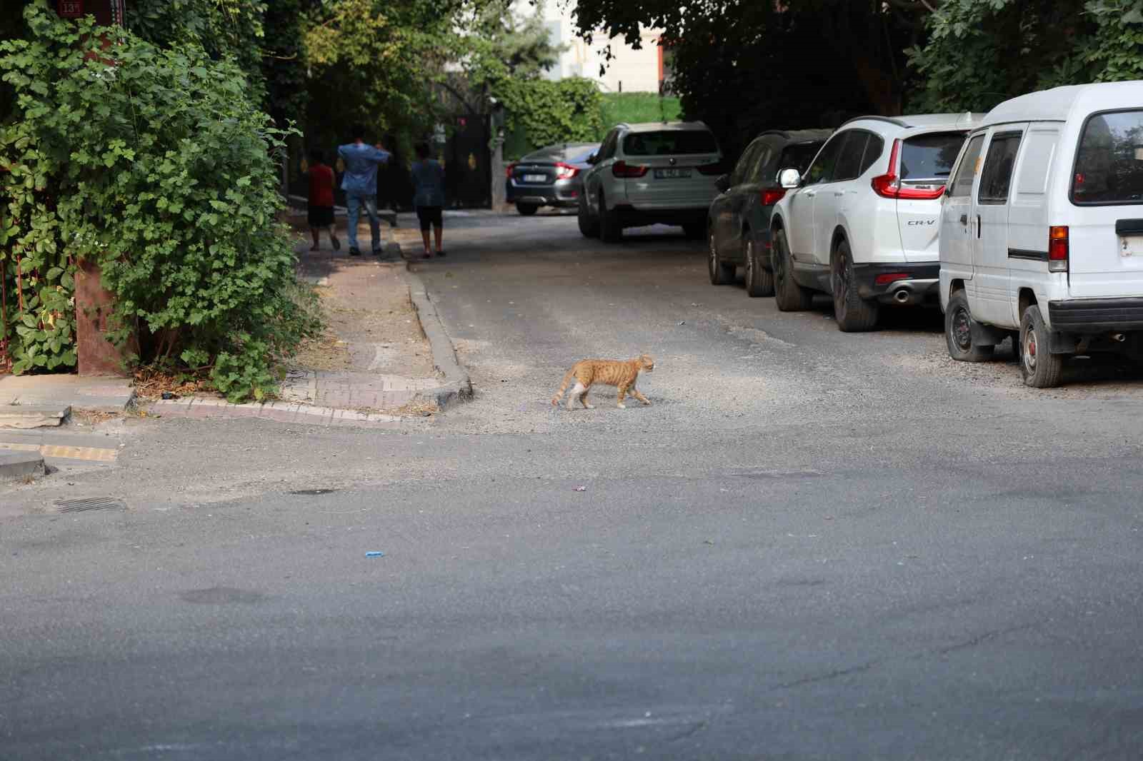 Uzmanından kritik kuduz uyarısı: Kedi tırmalamasıyla da bulaşabilir