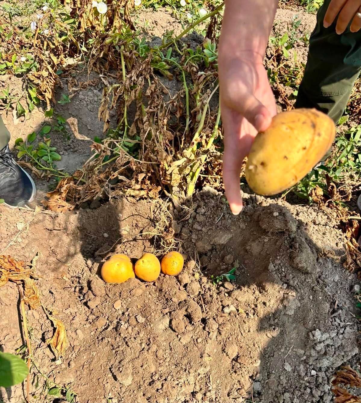 Patates üretiminde verimin arttırılması için kontroller sürüyor