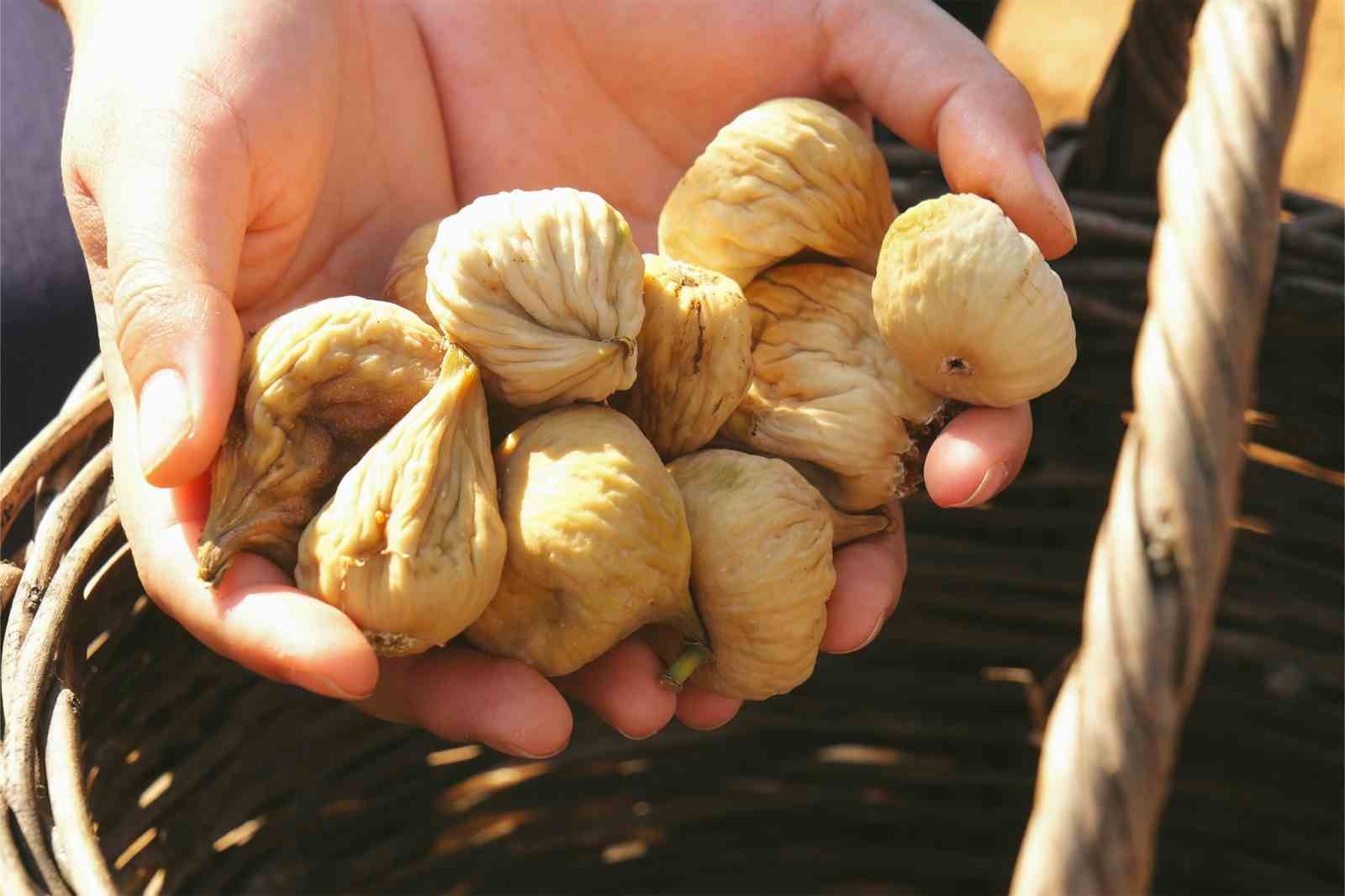 Germencik’te gönüllü gençler incir hasadına katıldı