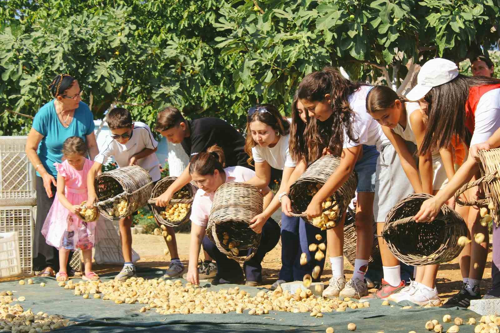 Germencik’te gönüllü gençler incir hasadına katıldı