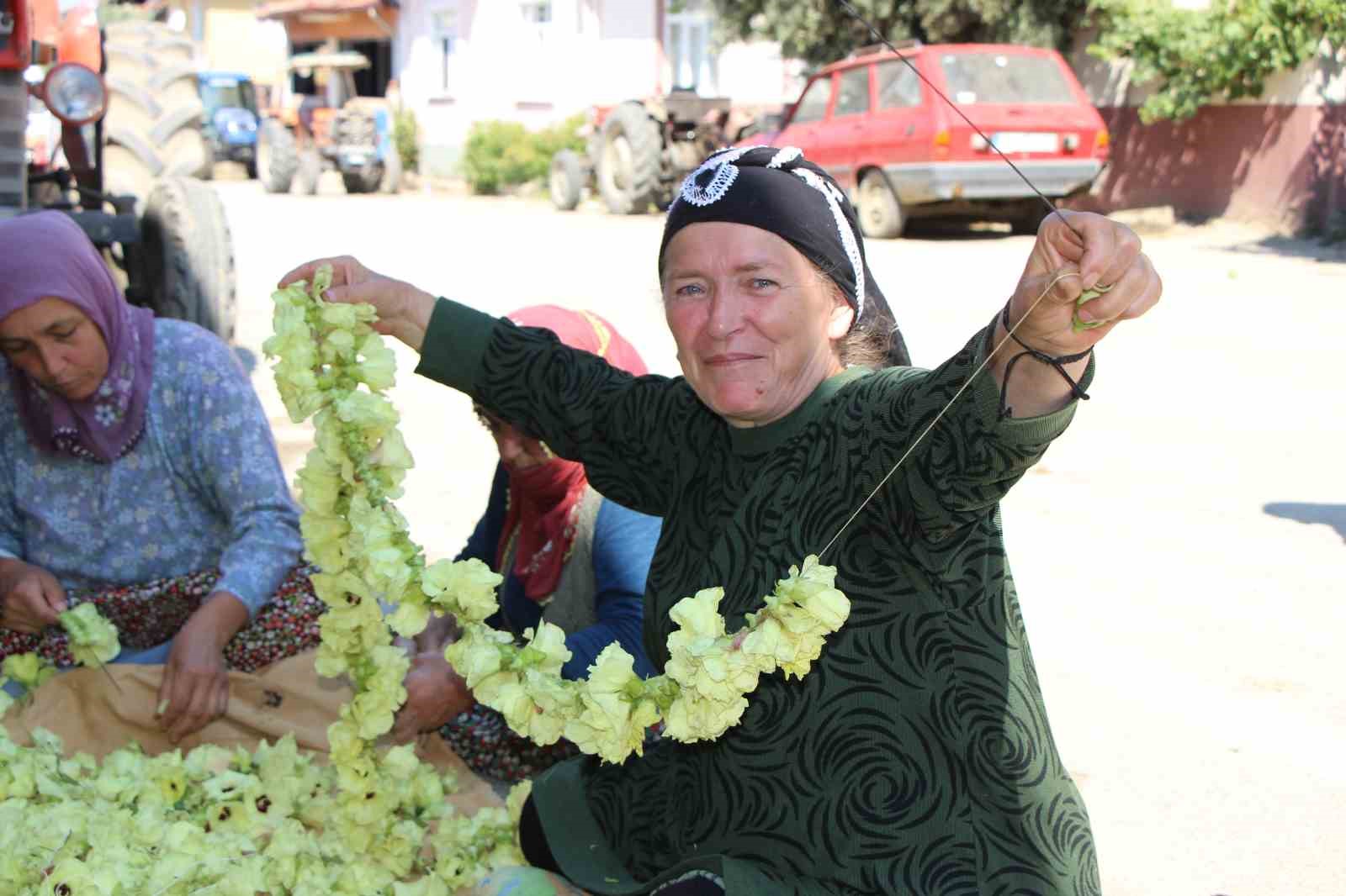 Amasya’nın tescilli çiçek bamyası altın değerinde: "Hızır’ın cebinden düşmüş, topla topla bitmiyor"