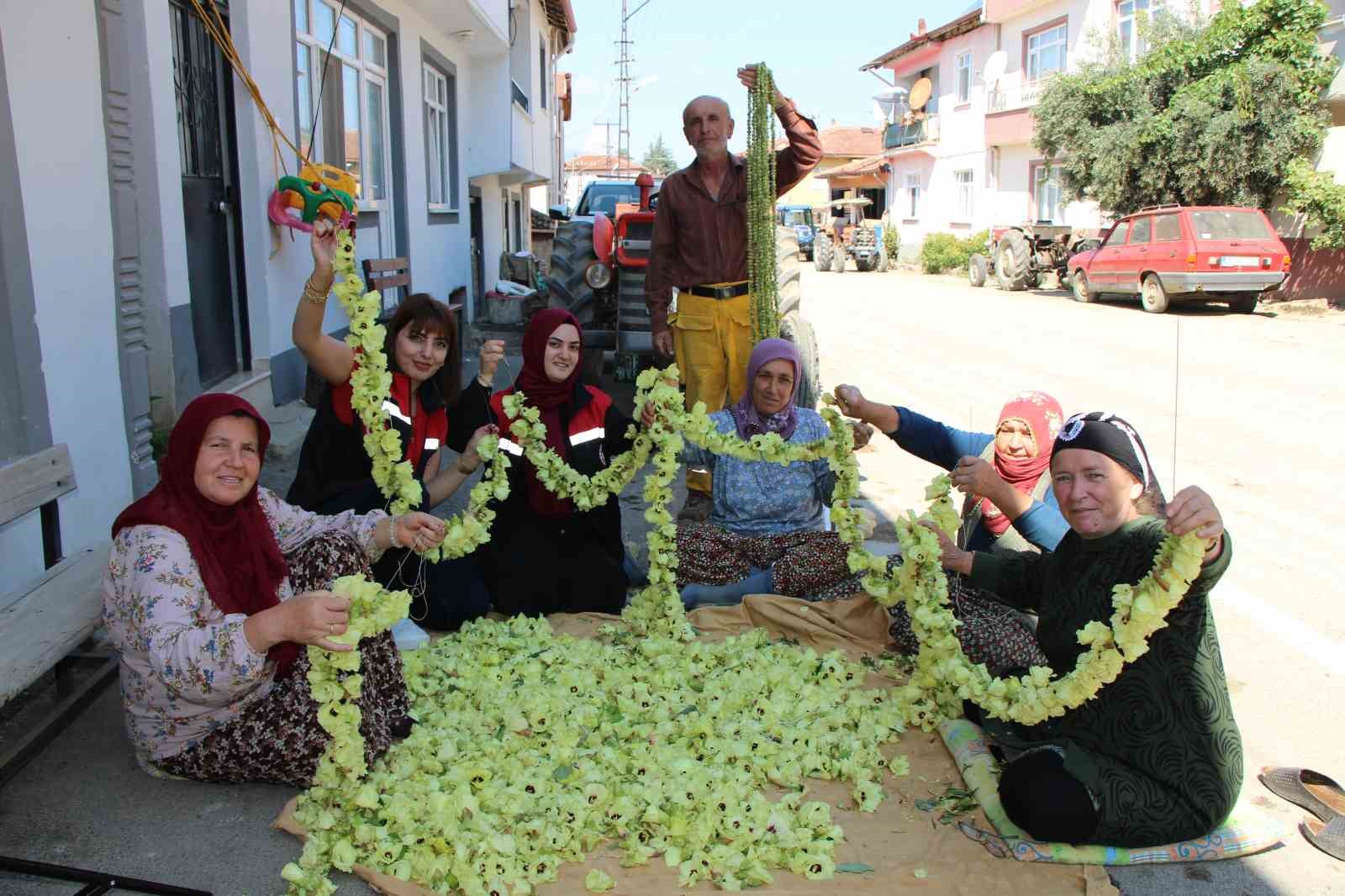 Amasya’nın tescilli çiçek bamyası altın değerinde: "Hızır’ın cebinden düşmüş, topla topla bitmiyor"