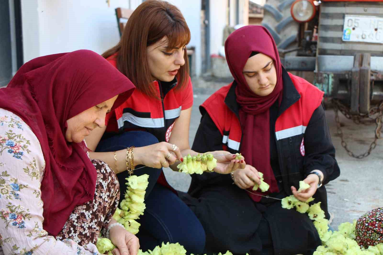 Amasya’nın tescilli çiçek bamyası altın değerinde: "Hızır’ın cebinden düşmüş, topla topla bitmiyor"