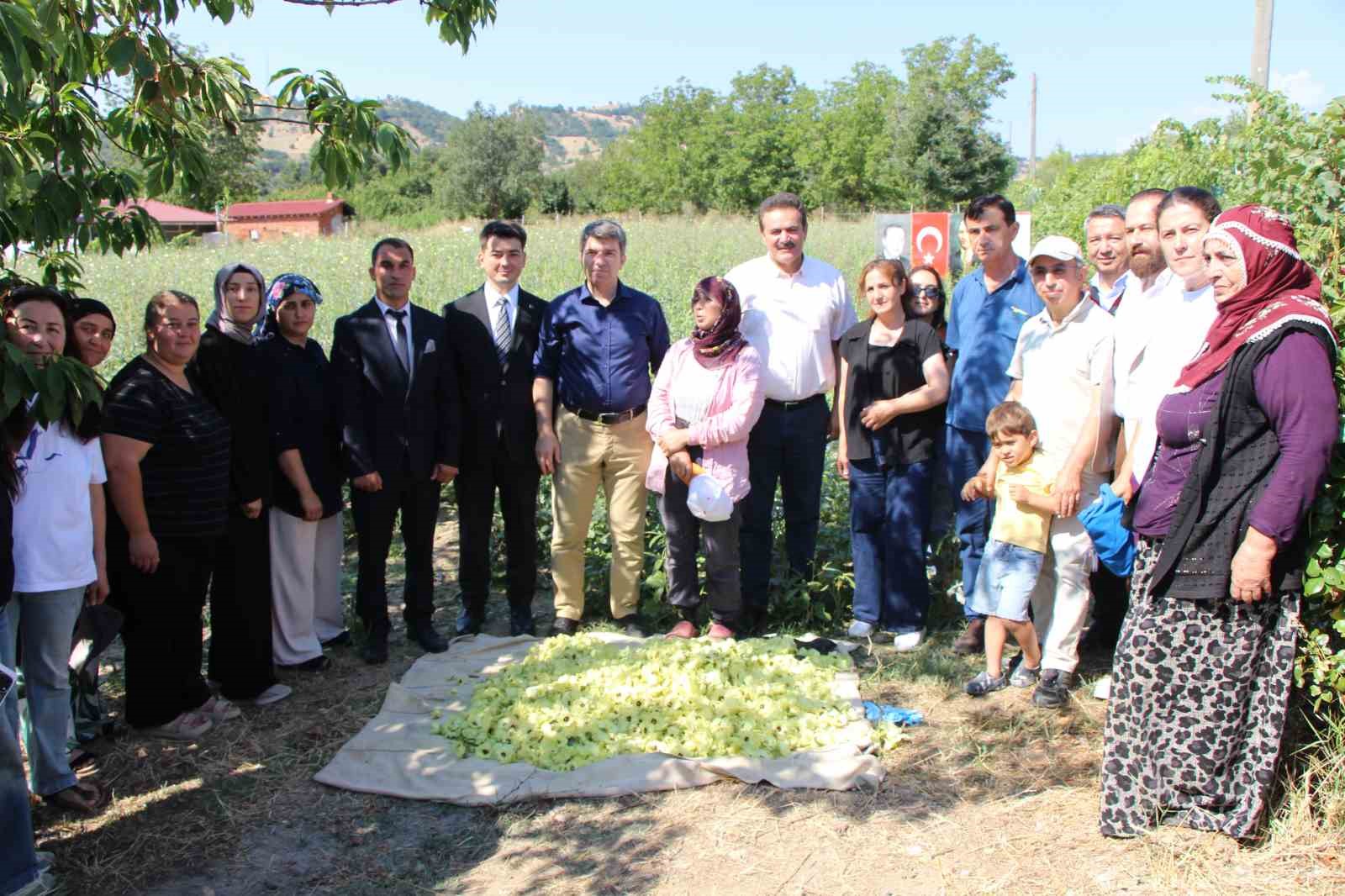 Amasya’nın tescilli çiçek bamyası altın değerinde: "Hızır’ın cebinden düşmüş, topla topla bitmiyor"