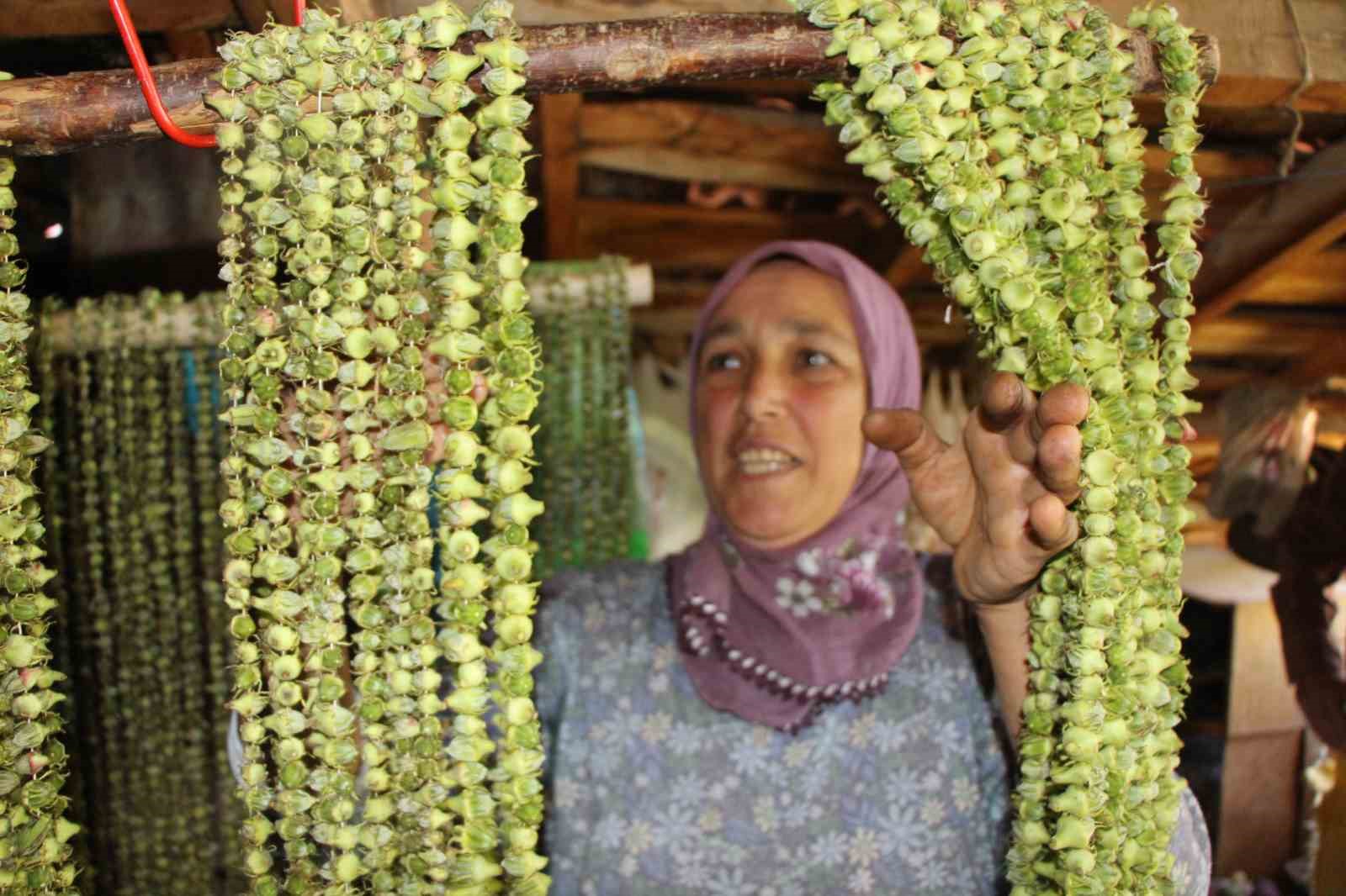 Amasya’nın tescilli çiçek bamyası altın değerinde: "Hızır’ın cebinden düşmüş, topla topla bitmiyor"