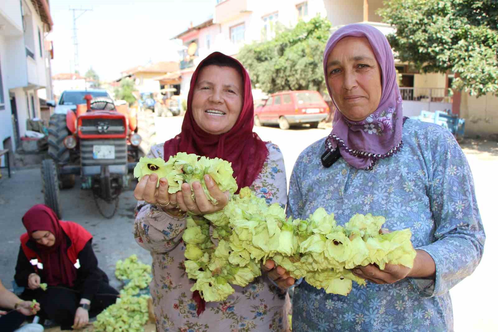 Amasya’nın tescilli çiçek bamyası altın değerinde: "Hızır’ın cebinden düşmüş, topla topla bitmiyor"