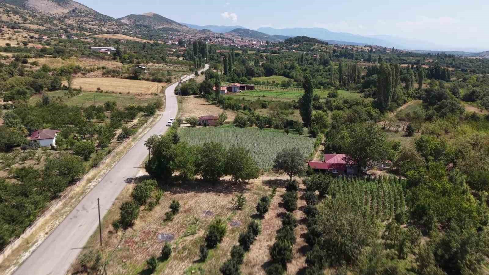Amasya’nın tescilli çiçek bamyası altın değerinde: "Hızır’ın cebinden düşmüş, topla topla bitmiyor"