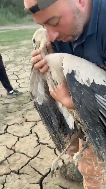 Balçığa saplanan leylek için seferber oldu