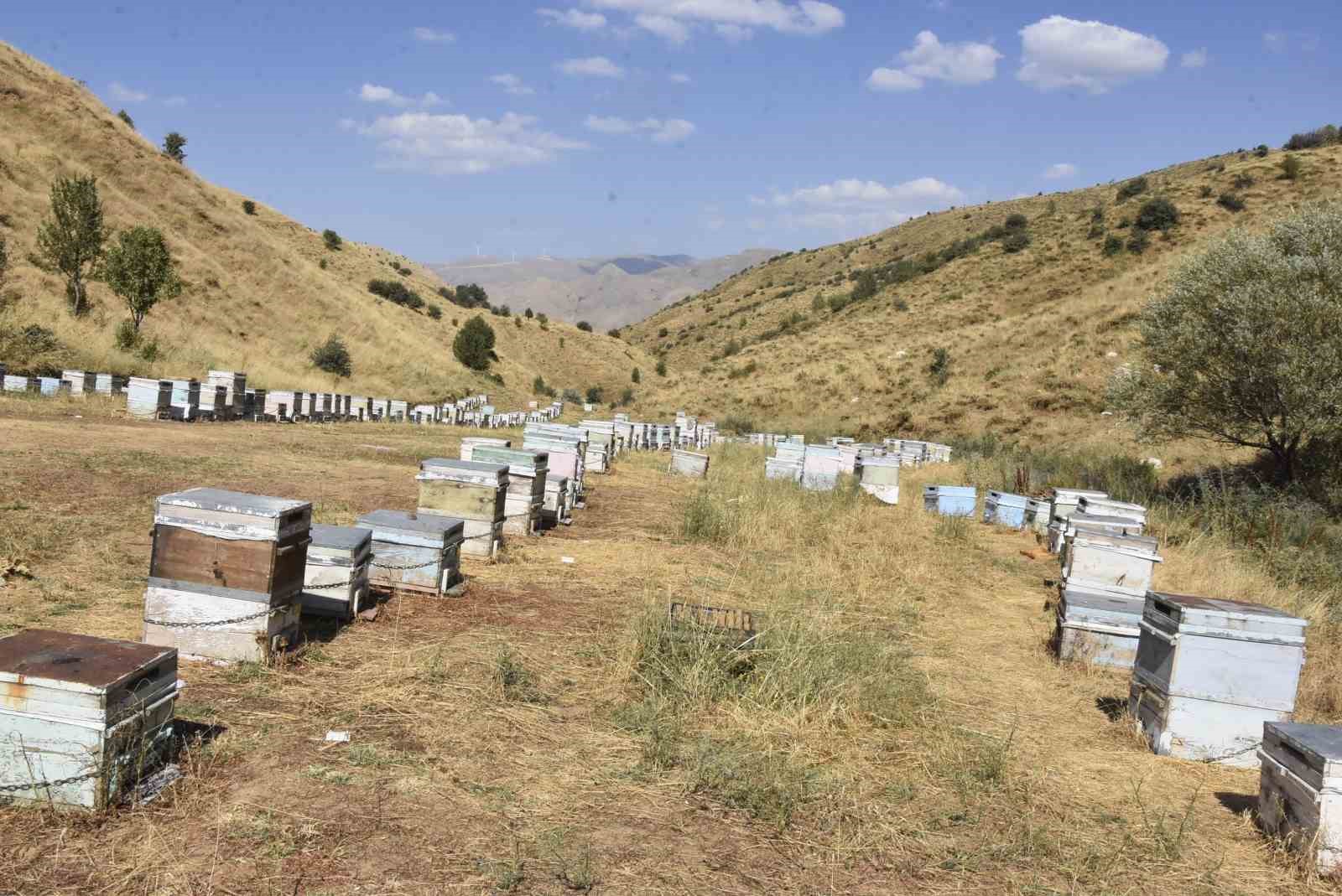 Dünya liderlerine ikram edilen Bitlis balının bu yılki rekoltesi yüz güldürecek