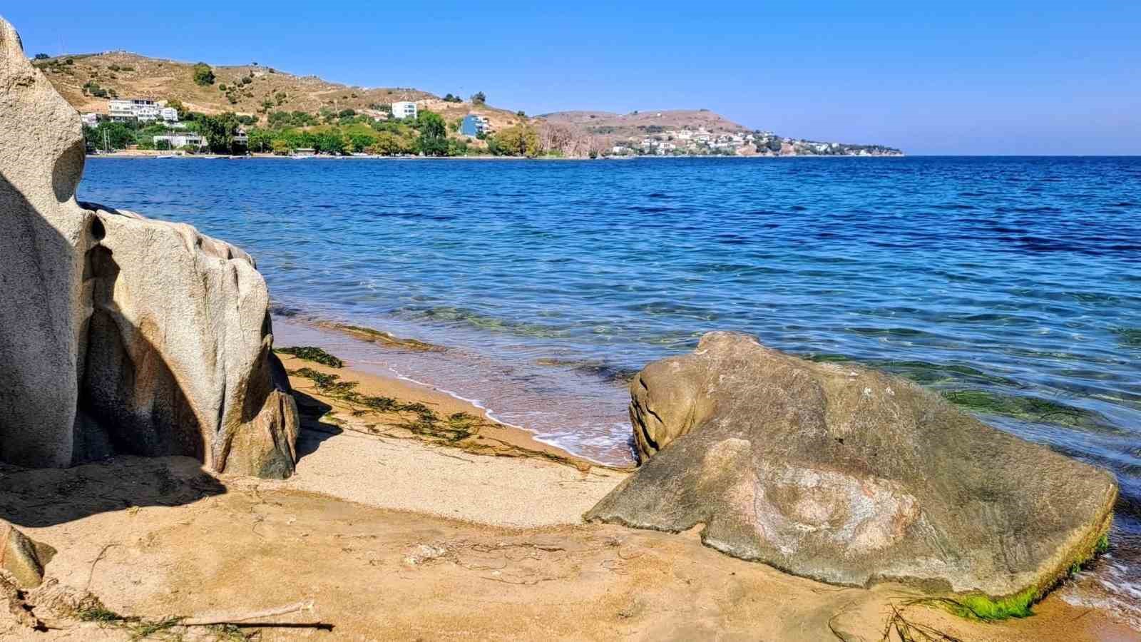 Kapıdağ’da sürpriz misafir: Yavru vatoz kıyıya geldi