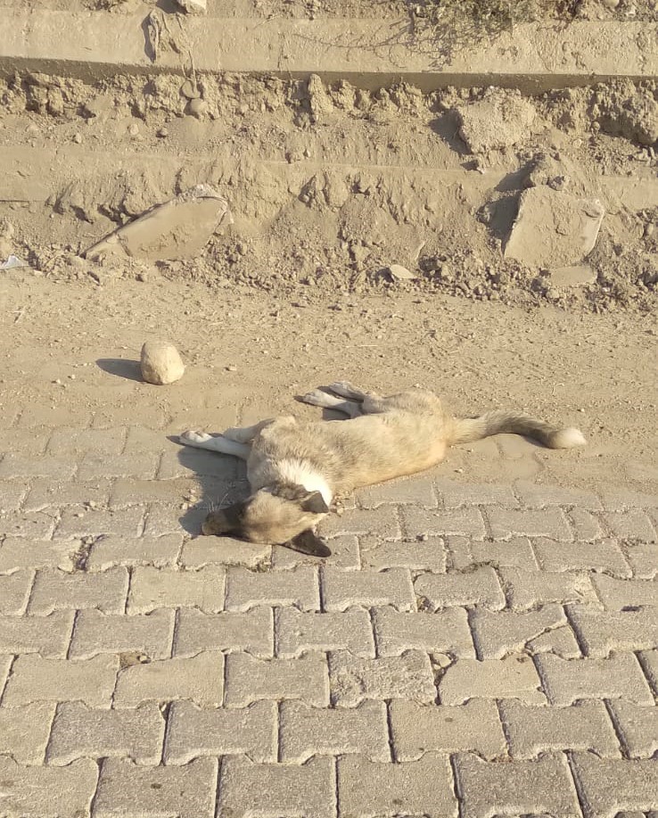 Denizli’de sokak hayvanlarının zehirlenerek öldürüldüğü iddiası