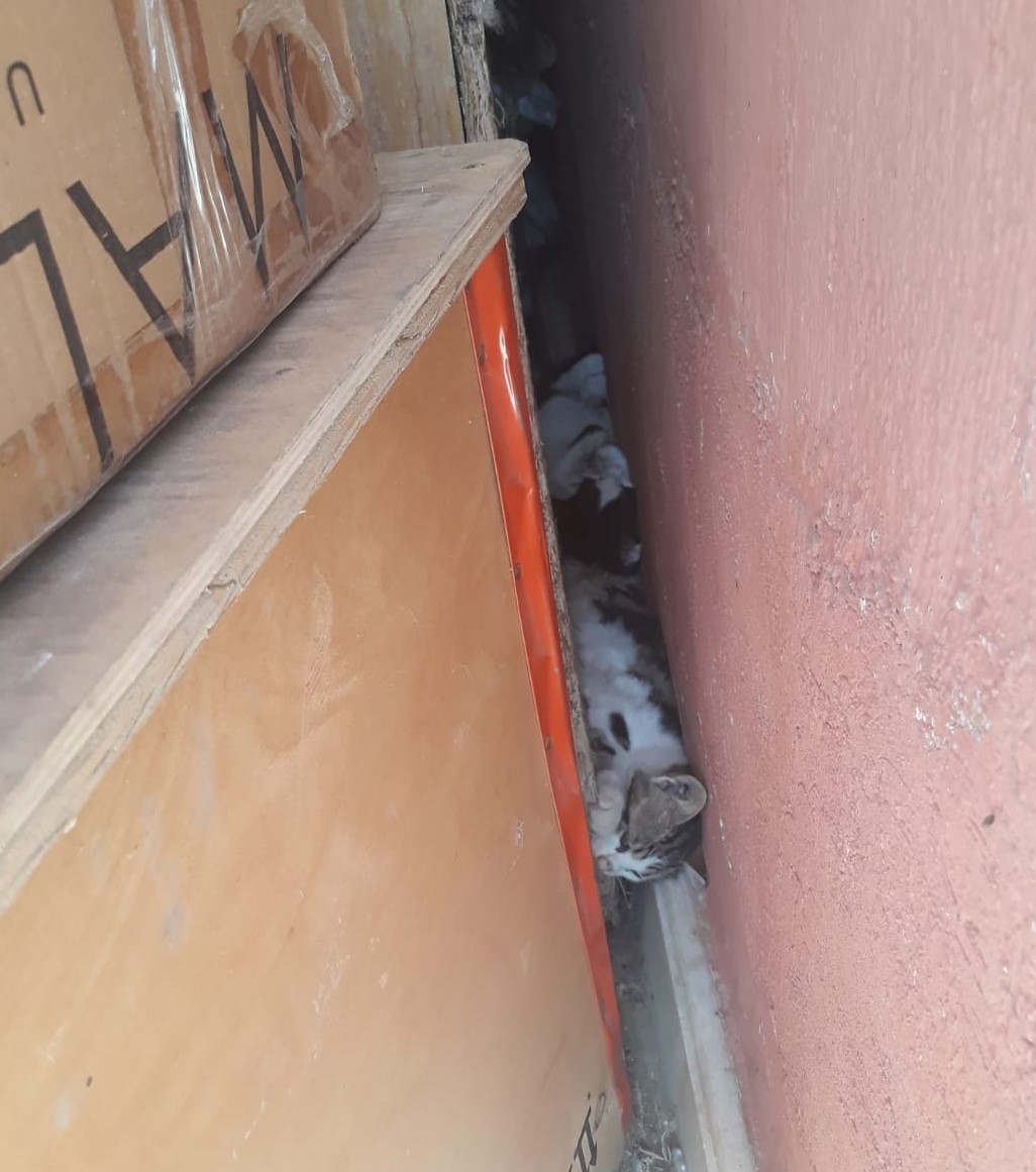 Denizli’de sokak hayvanlarının zehirlenerek öldürüldüğü iddiası