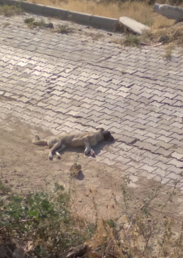 Denizli’de sokak hayvanlarının zehirlenerek öldürüldüğü iddiası