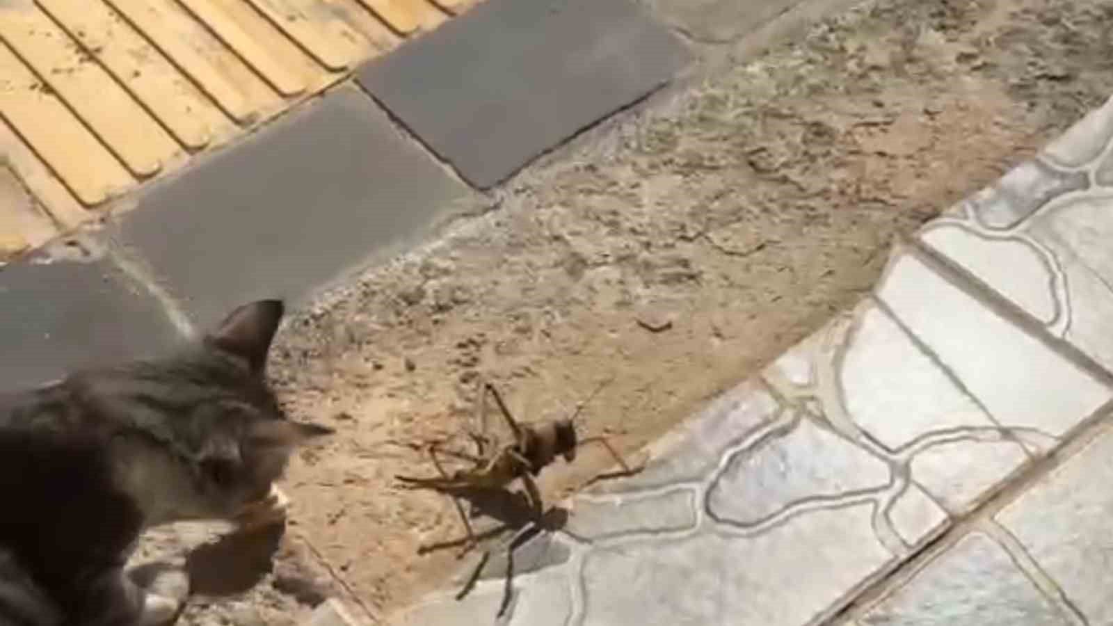 Kedi, dev etçil çekirgeyle fareyle oynar gibi oynadı