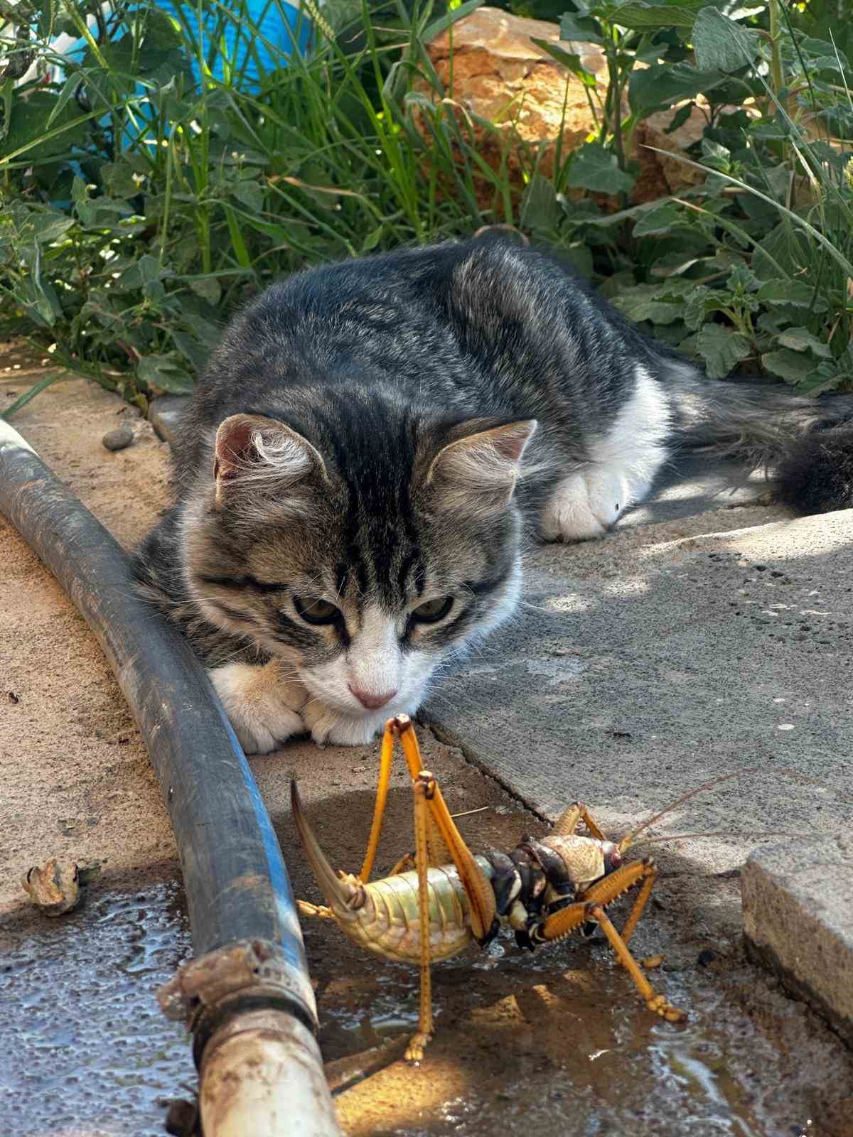 Kedi, dev etçil çekirgeyle fareyle oynar gibi oynadı