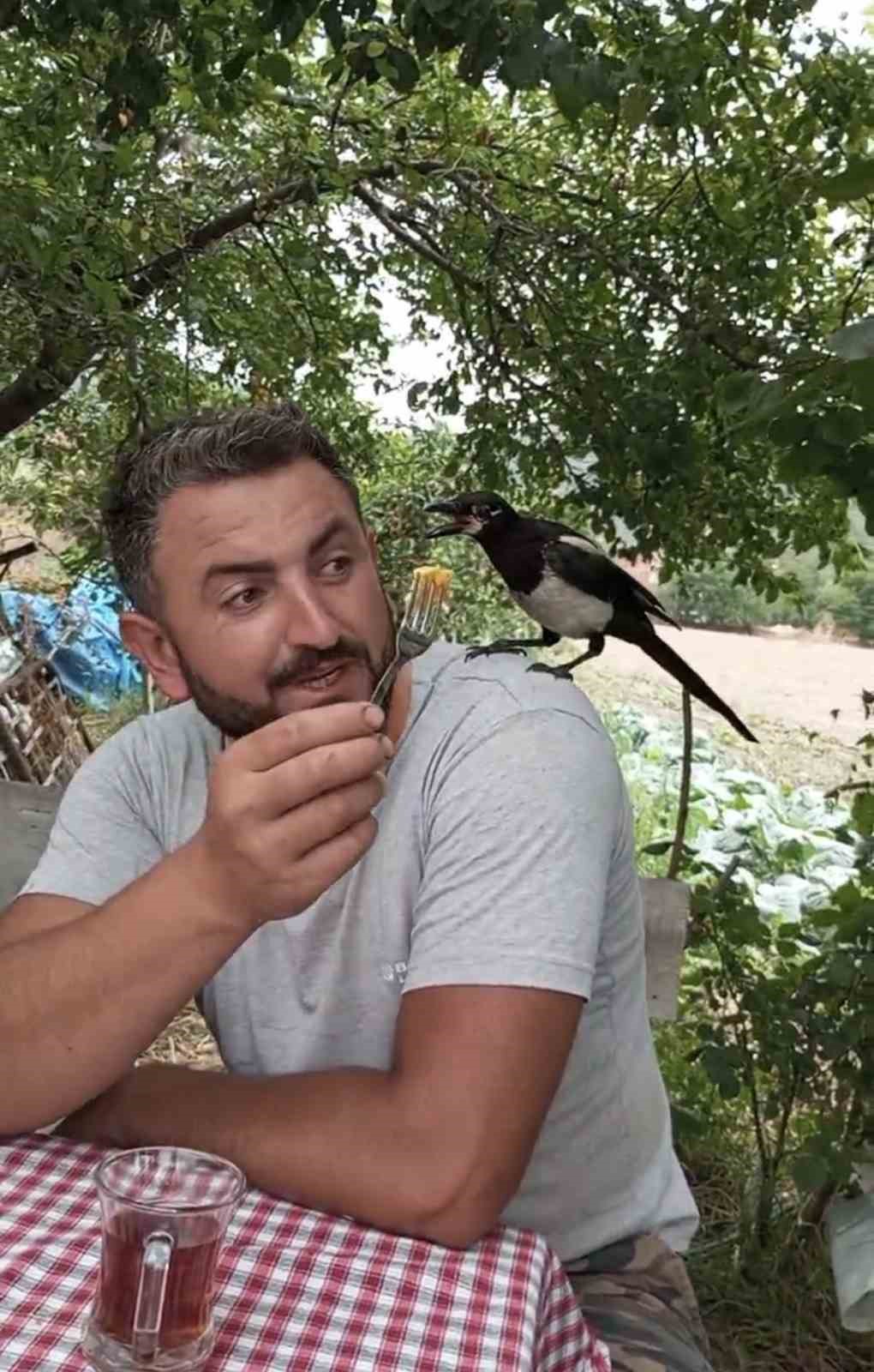 Perişan ismini verdiği saksağanı omuzundan indirmiyor