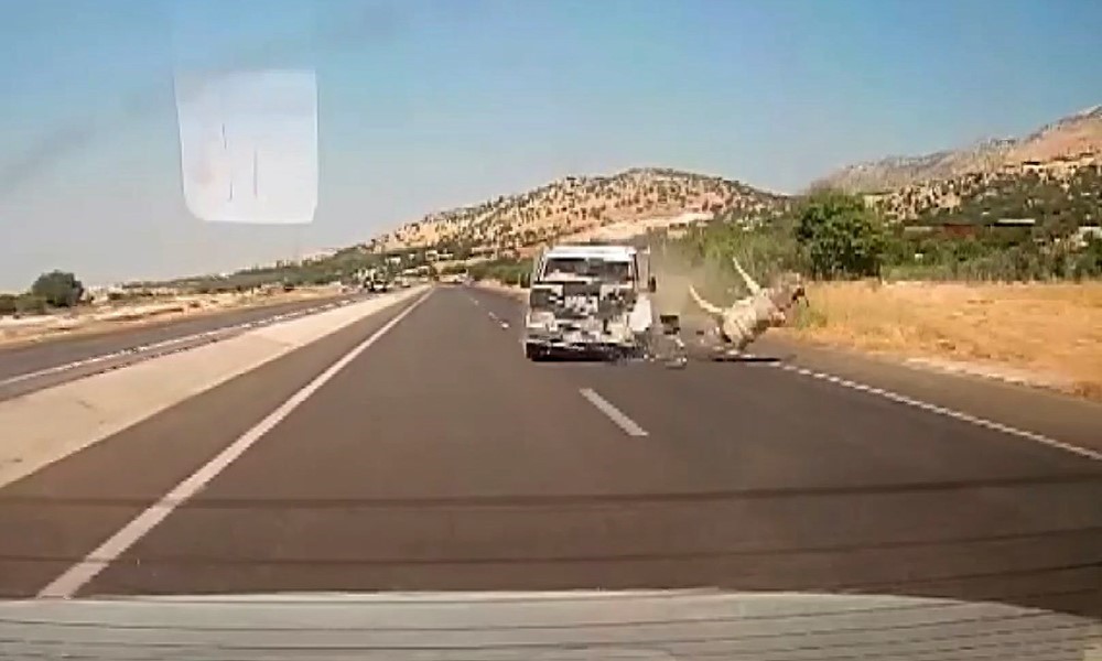 Kamyonetin çarptığı eşek metrelerce havaya fırladı