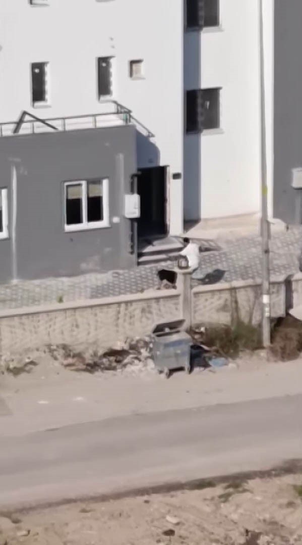 Kadını öldüresiye dövdü, serbest kaldı