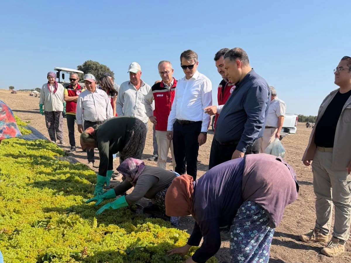 Saruhanlı Kaymakamı Özcan üzüm hasadına katıldı
