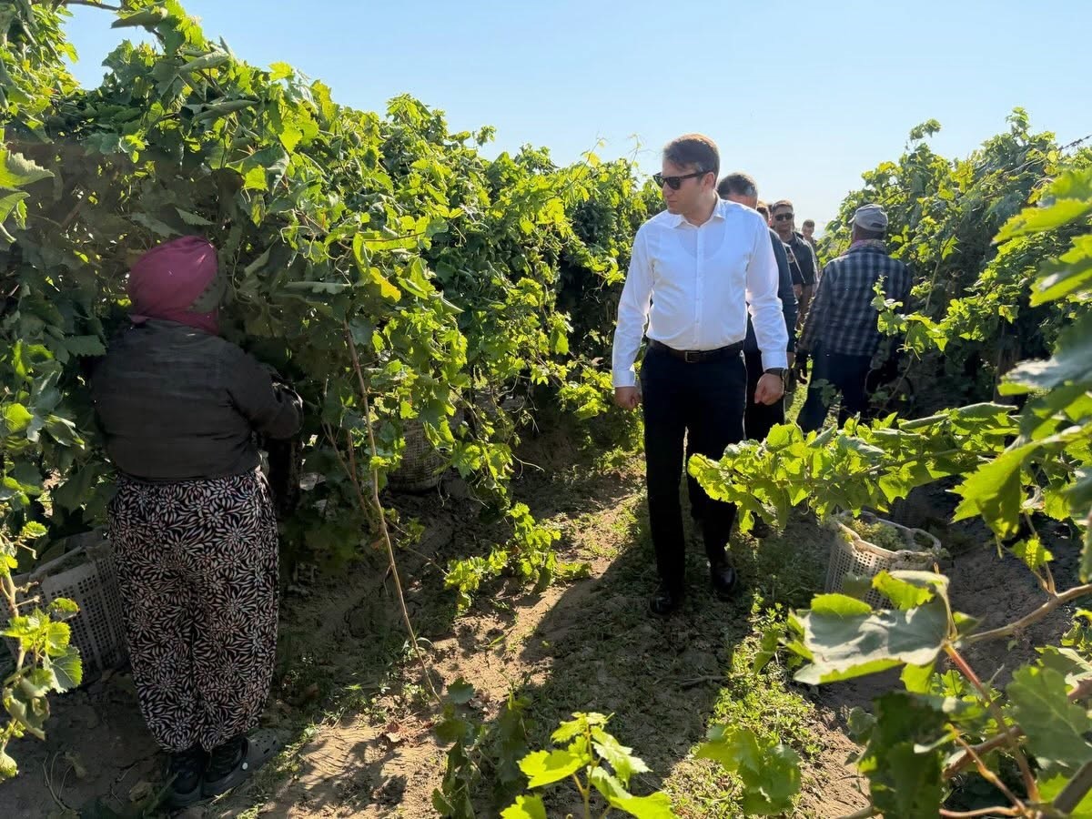 Saruhanlı Kaymakamı Özcan üzüm hasadına katıldı