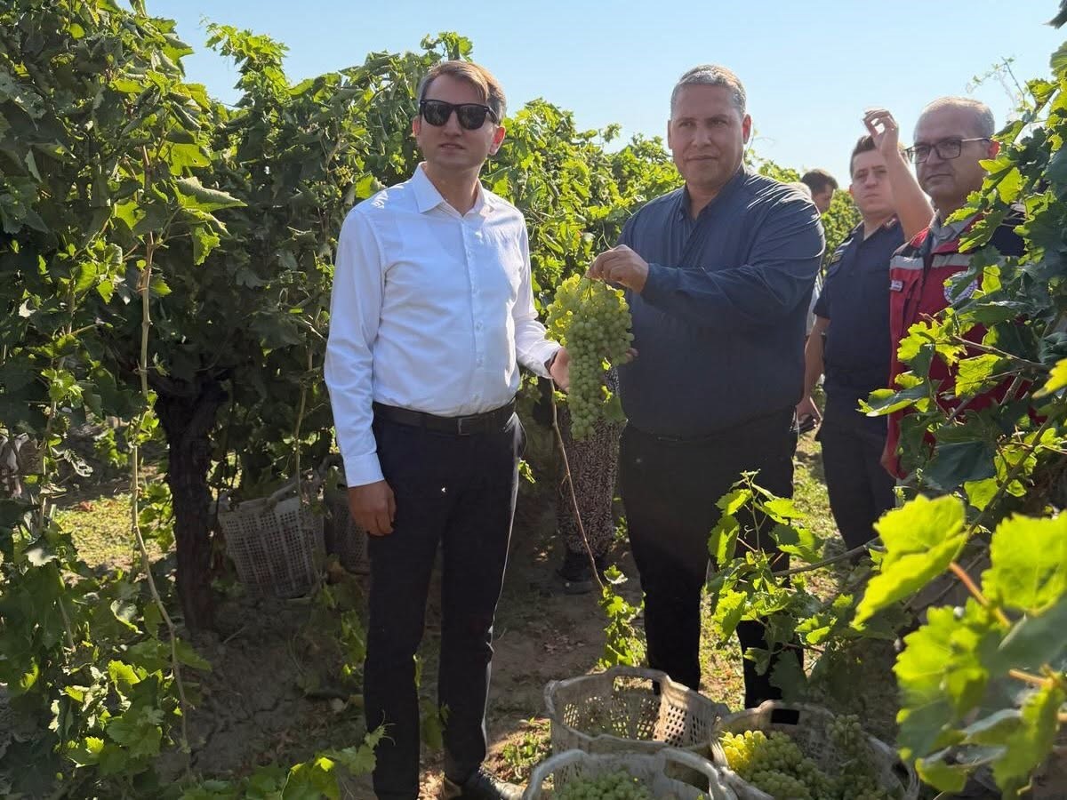 Saruhanlı Kaymakamı Özcan üzüm hasadına katıldı