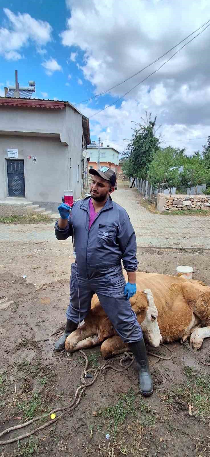 Çukura düşen hamile ineği önce serinletti, sonra kurtardı