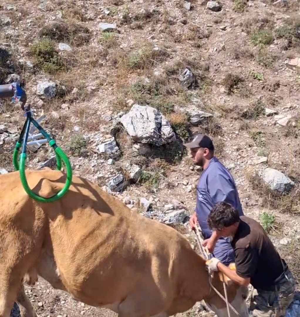 Çukura düşen hamile ineği önce serinletti, sonra kurtardı